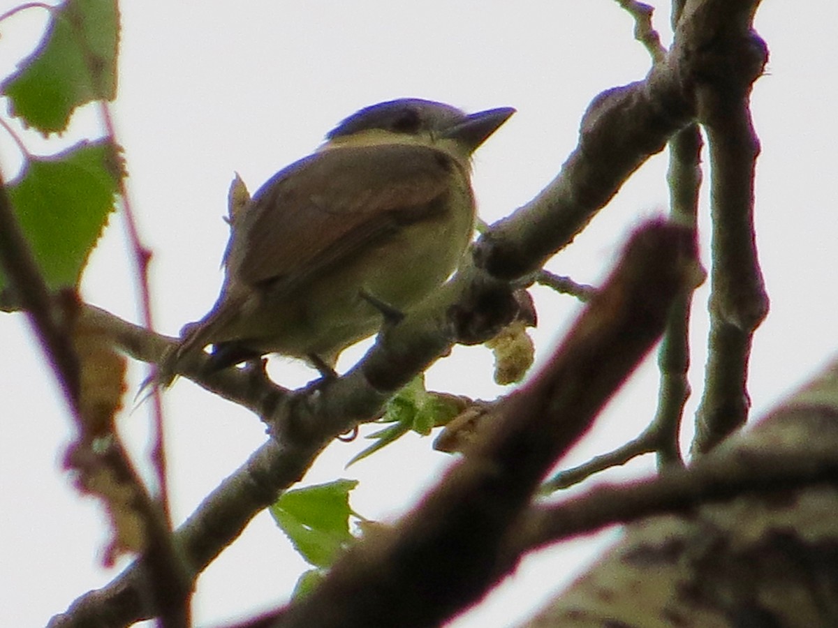 Rose-throated Becard - Bill Lisowsky