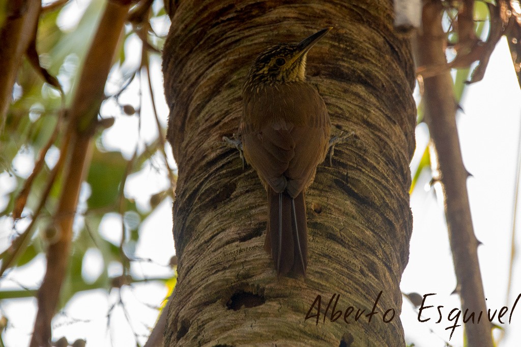 Planalto Woodcreeper - Alberto Esquivel Wildlife PY