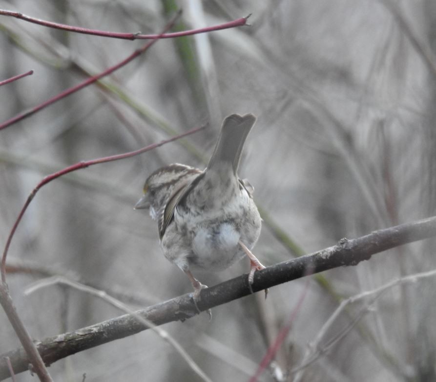 White-throated Sparrow - ML86169991
