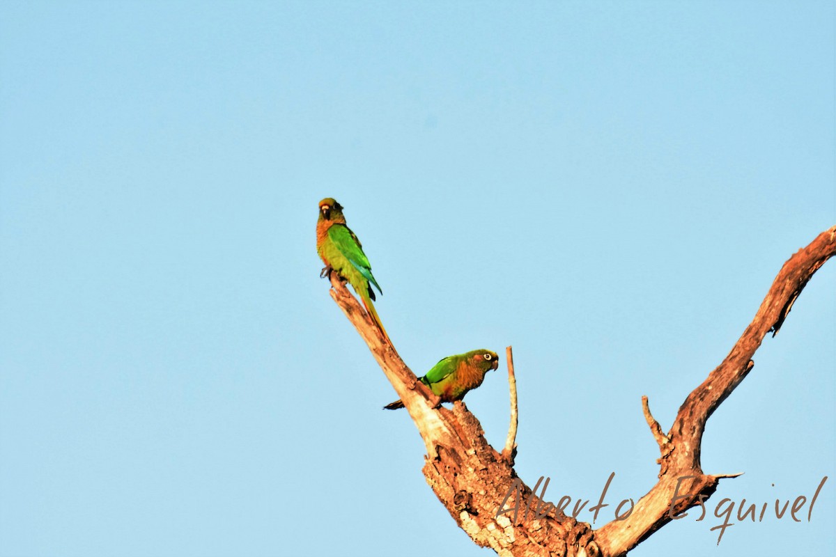 Maroon-bellied Parakeet - Alberto Esquivel Wildlife PY