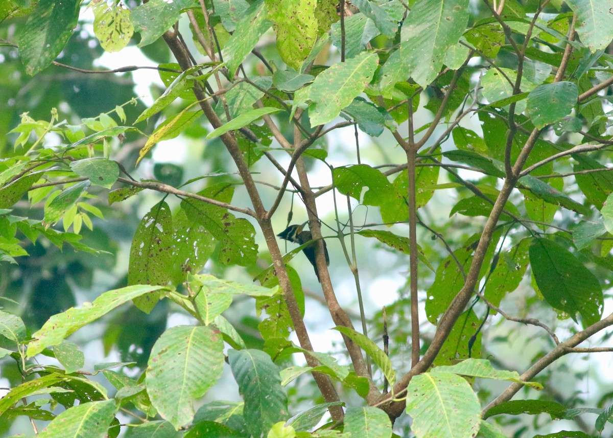 Olive-backed Woodpecker - Edward  Brinkley