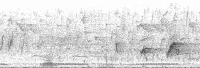 אנפית גמדית (אירואסייתית) - ML86172