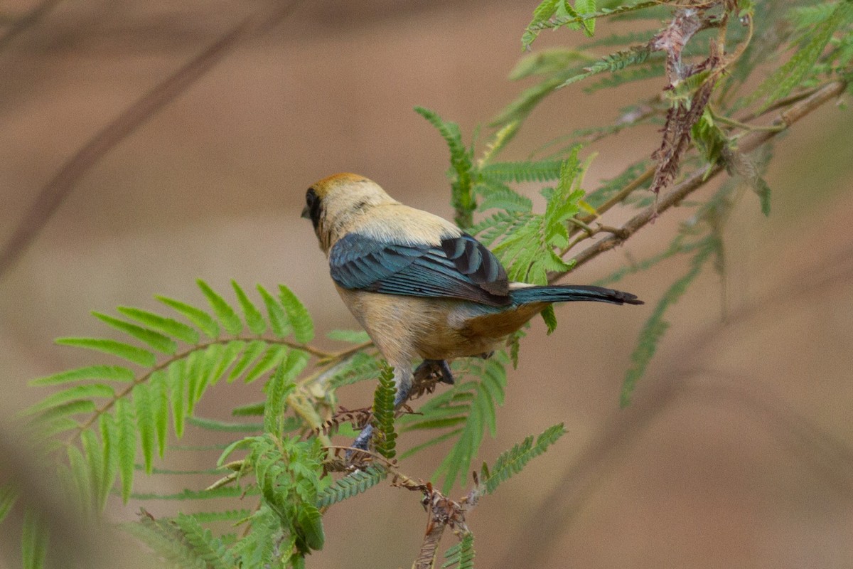 Burnished-buff Tanager - ML86172231