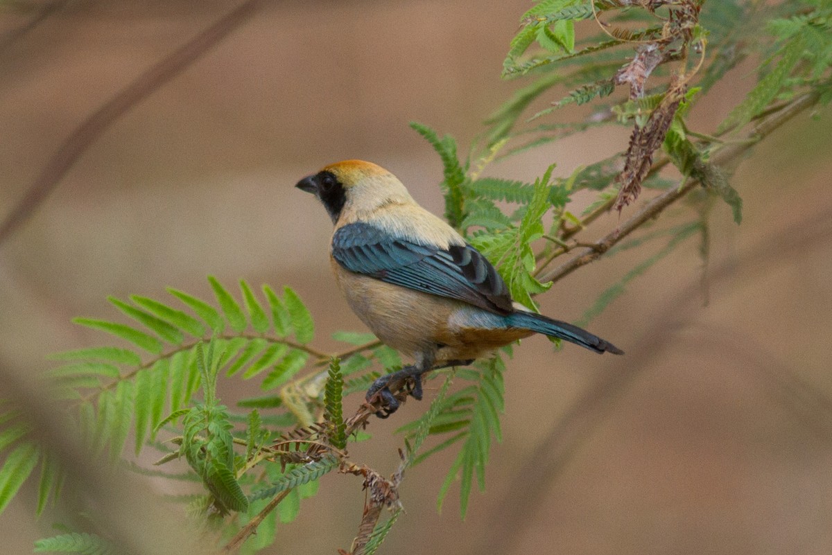 Burnished-buff Tanager - Justyn Stahl