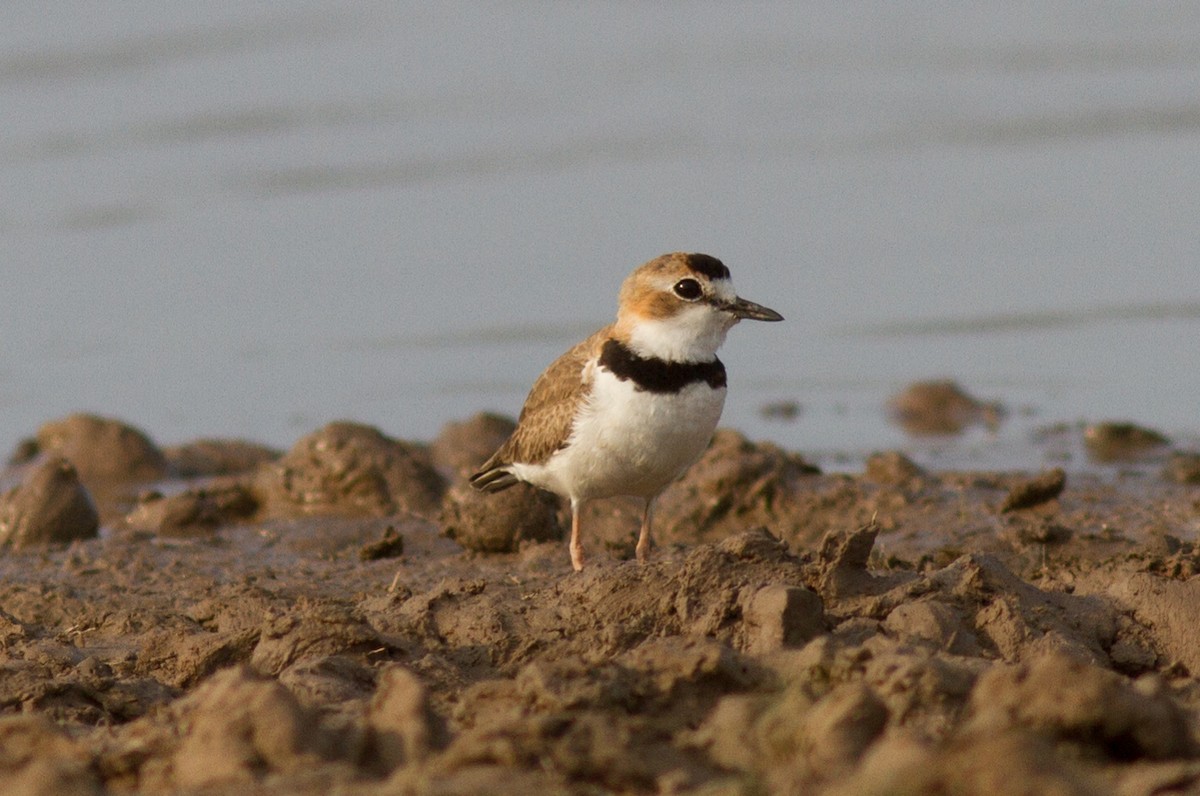 Collared Plover - ML86172721