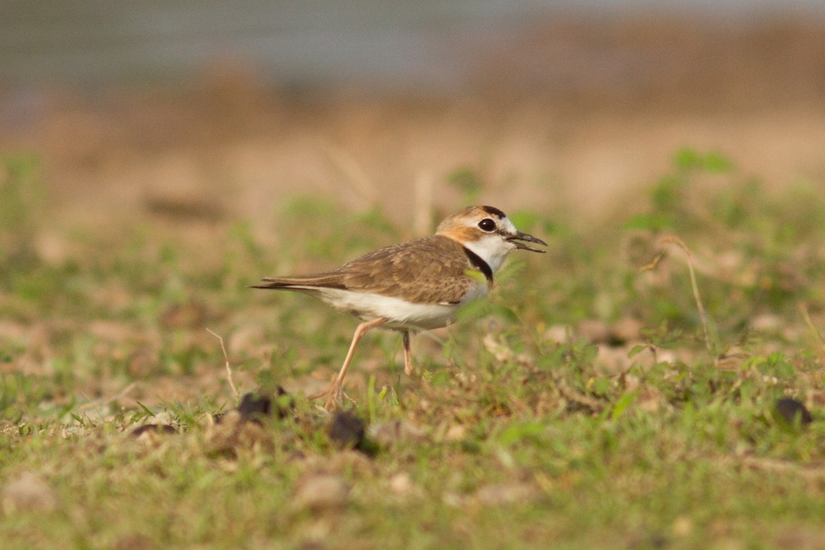 Collared Plover - ML86172731