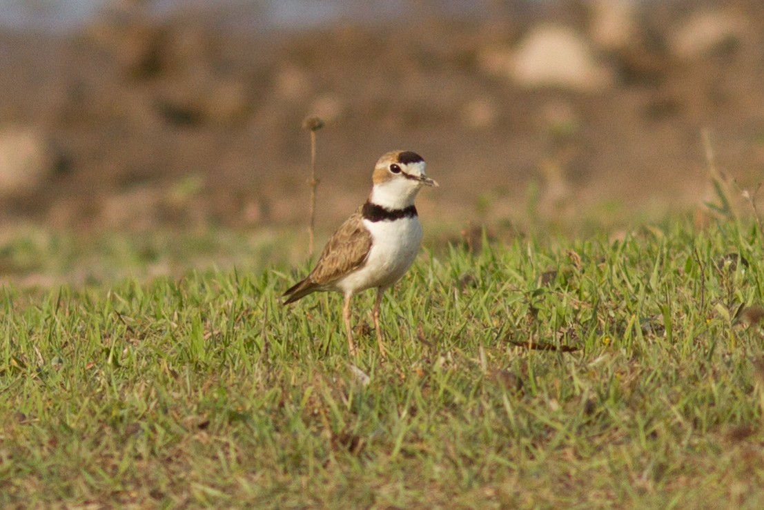 Collared Plover - ML86172761