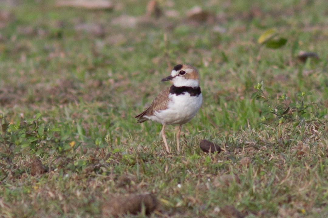 Collared Plover - ML86172771