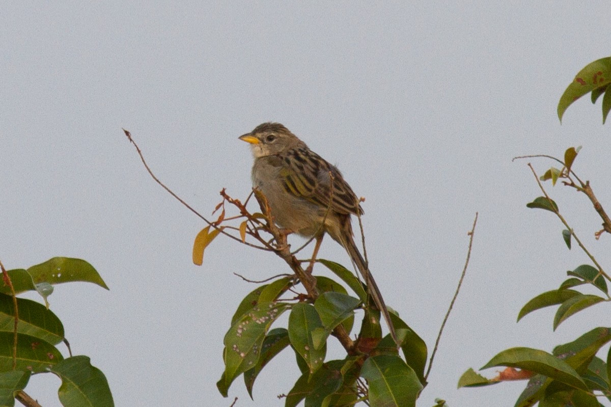 Wedge-tailed Grass-Finch - ML86172871