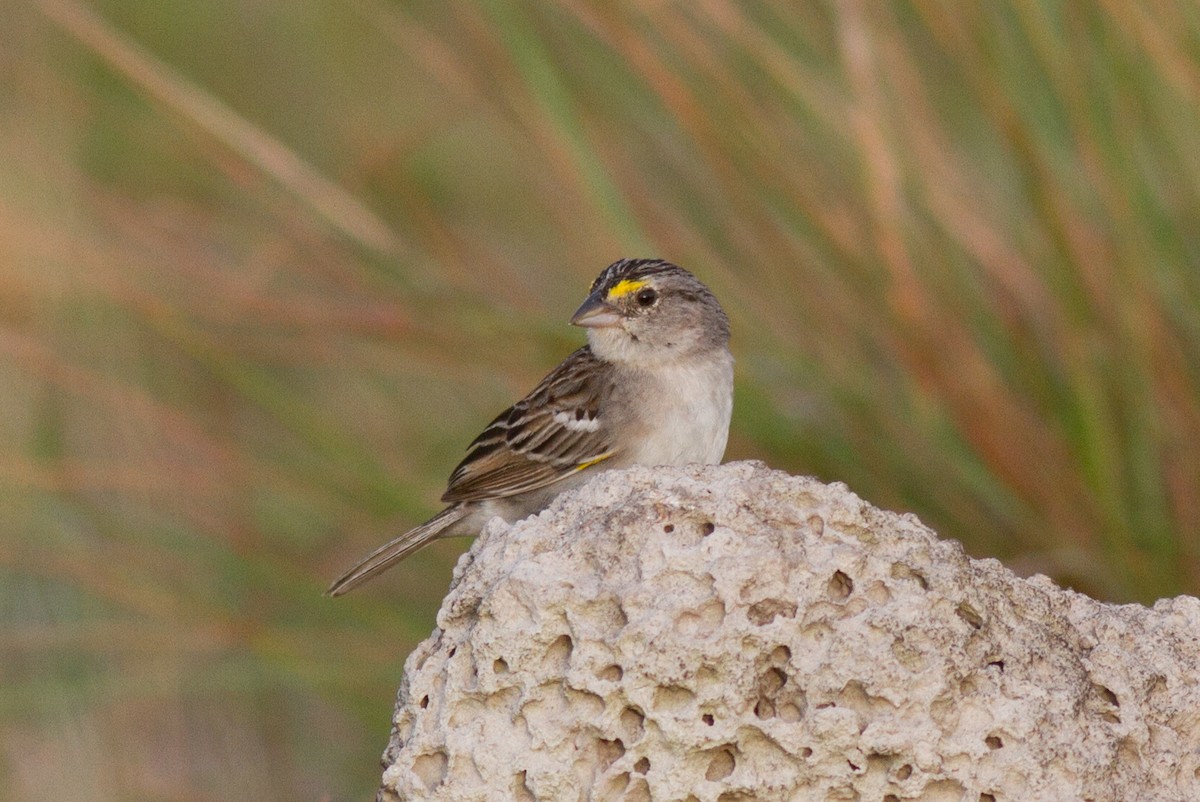Grassland Sparrow - ML86173061