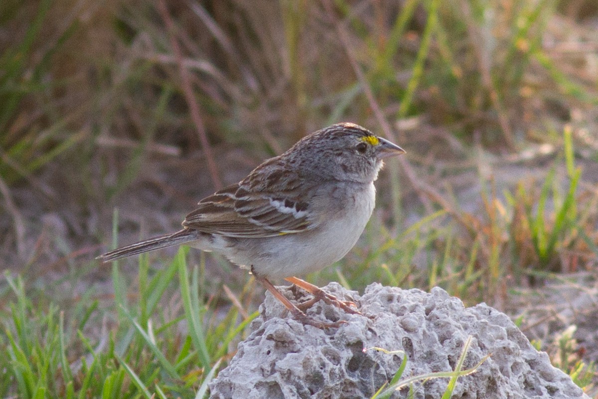 Grassland Sparrow - Justyn Stahl