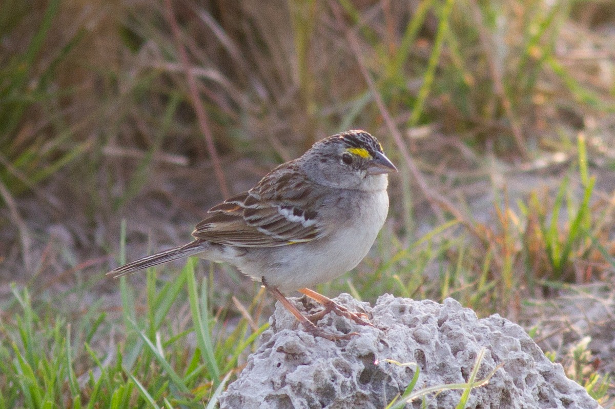 Grassland Sparrow - Justyn Stahl