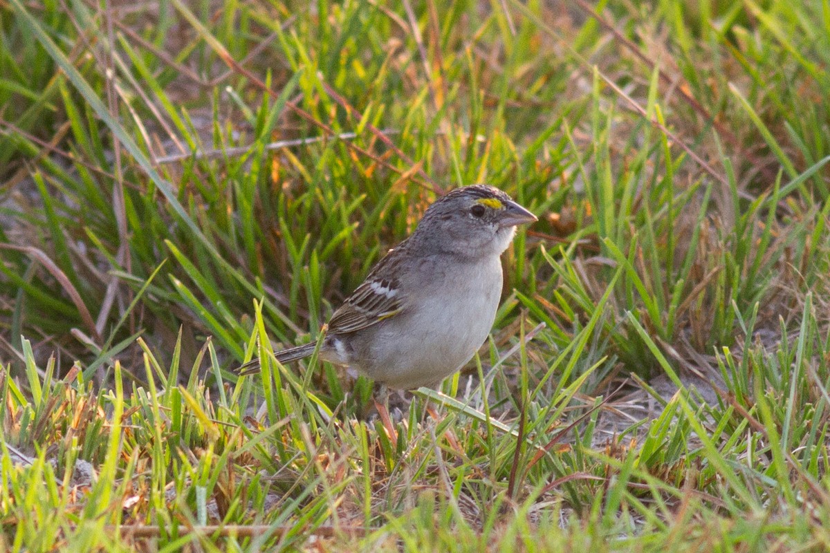 Grassland Sparrow - ML86173091