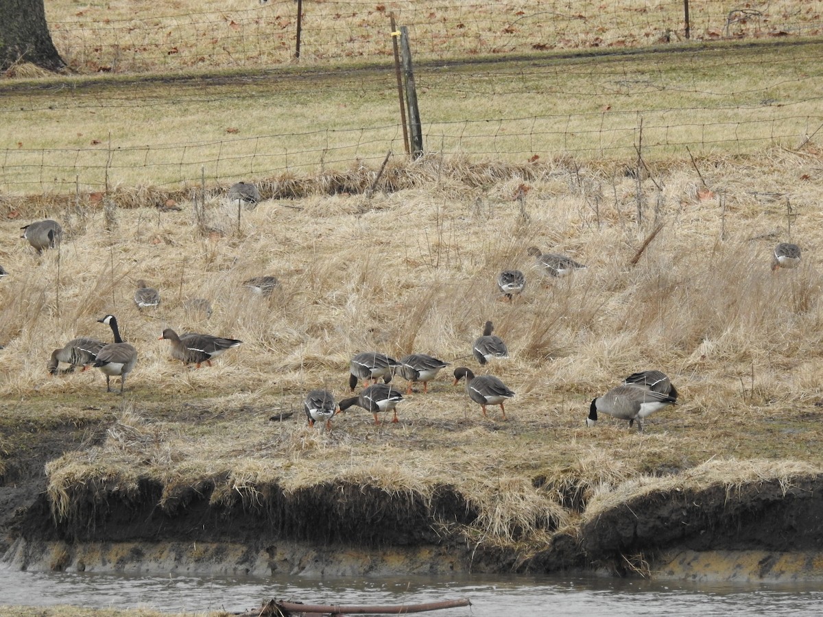Greater White-fronted Goose - ML86174551