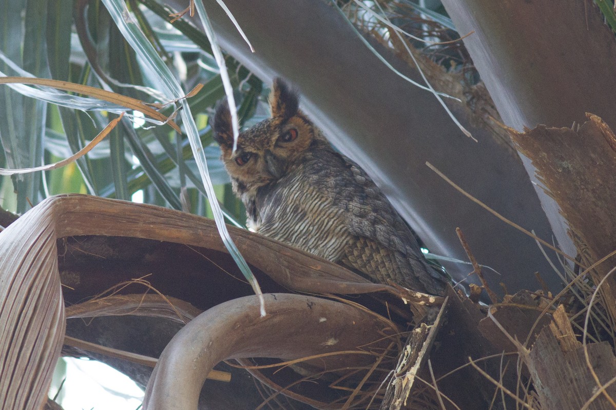 Great Horned Owl - ML86174971