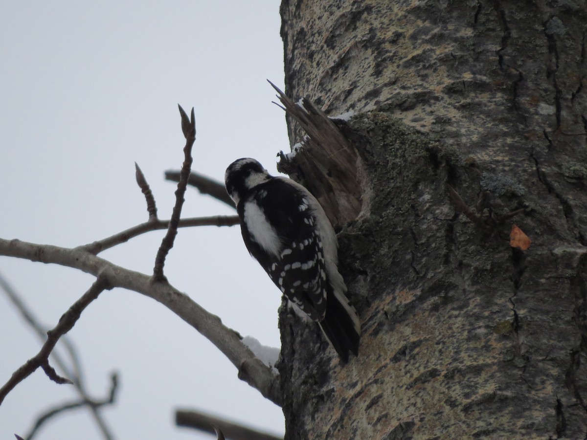 Downy Woodpecker - ML86175911