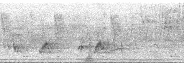 אנפית גמדית (אירואסייתית) - ML86176
