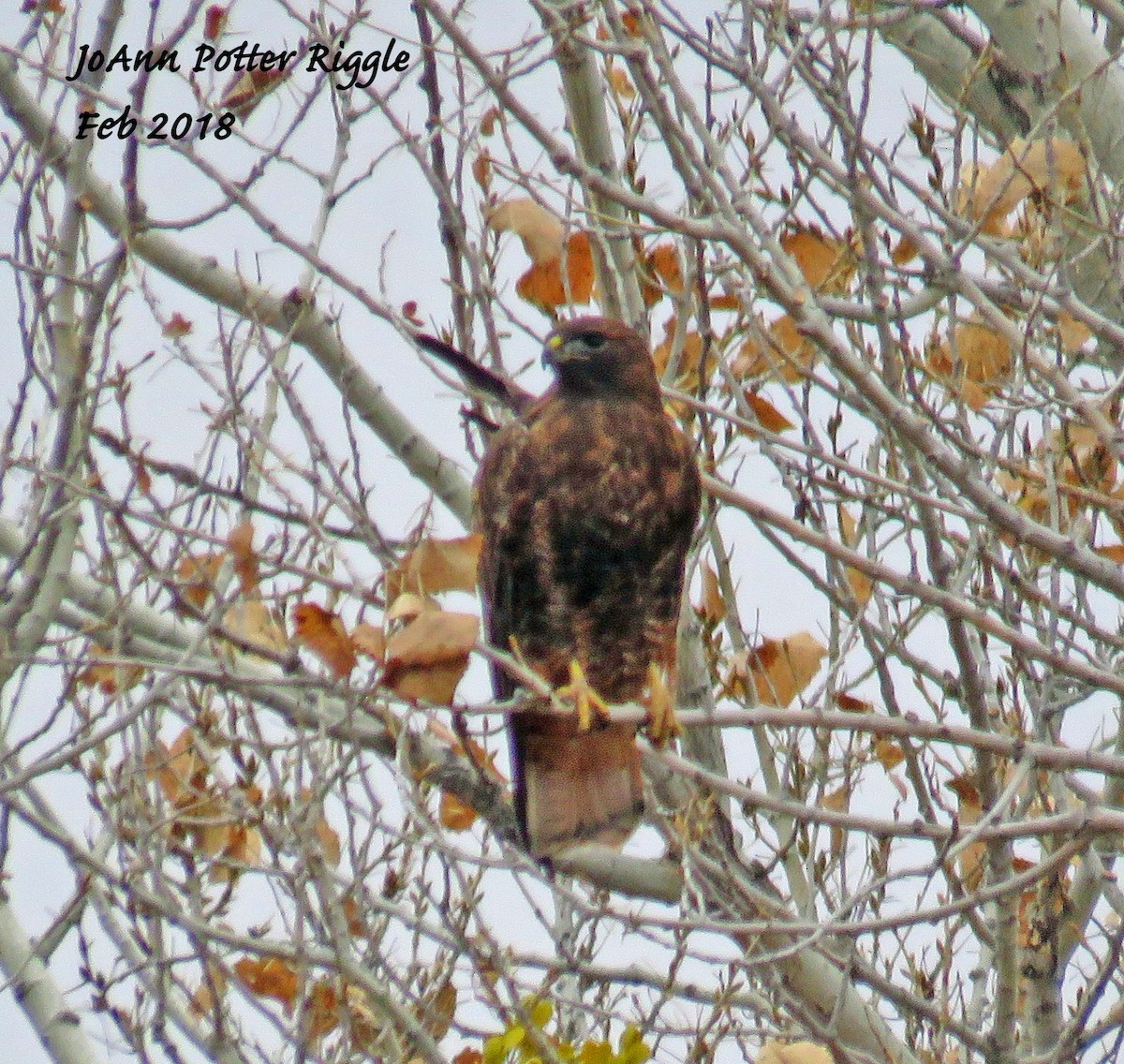 Red-tailed Hawk - JoAnn Potter Riggle 🦤