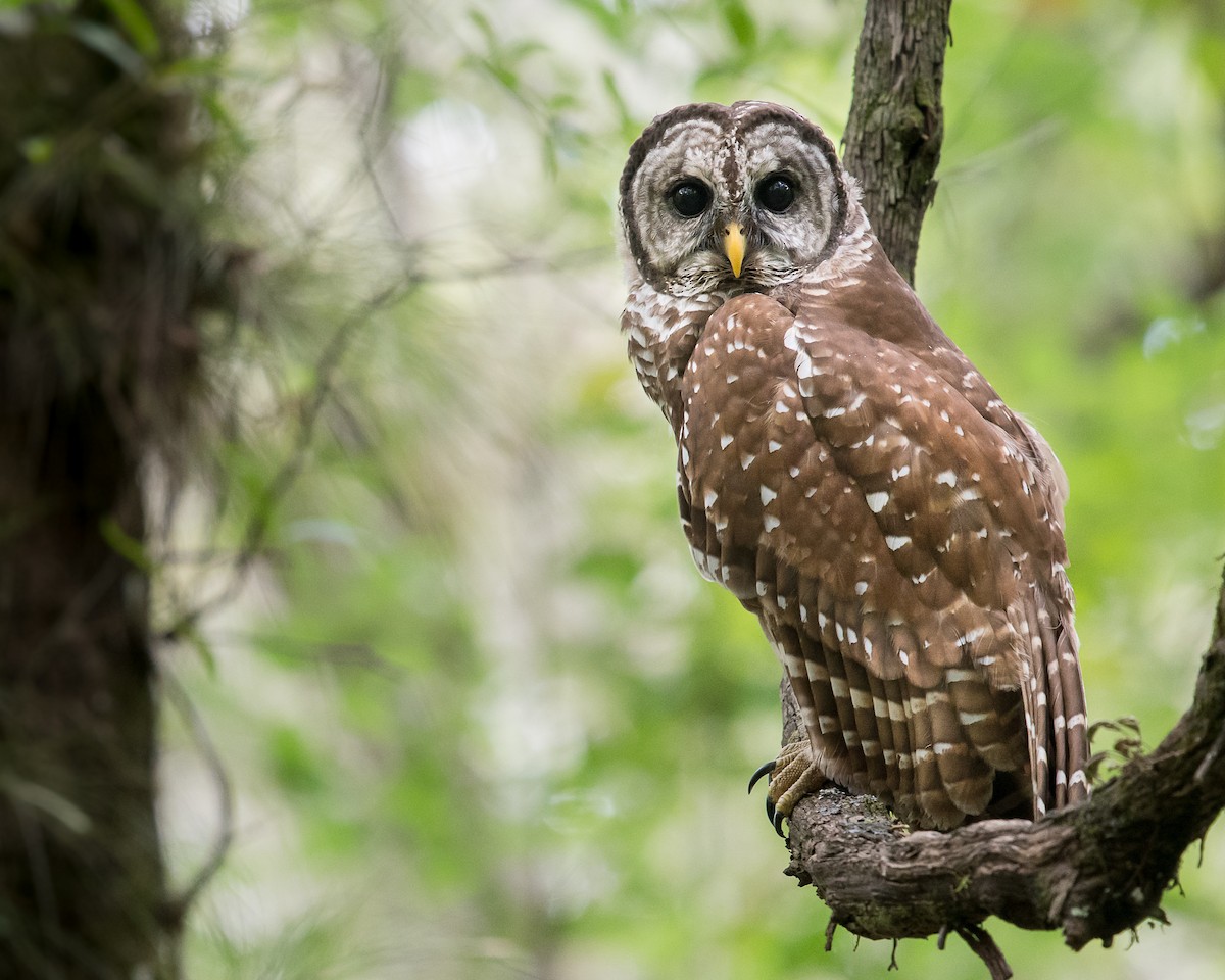 Barred Owl - ML86180211