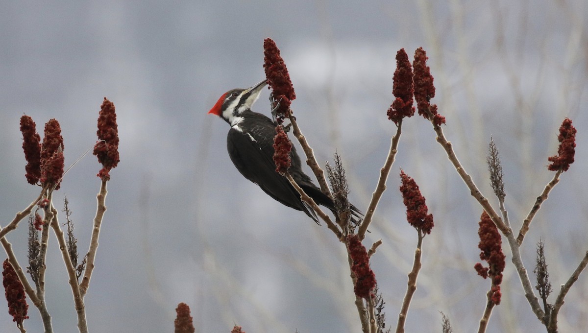 Pileated Woodpecker - Malinda Chapman