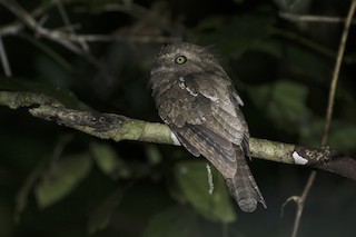  - Palawan Frogmouth