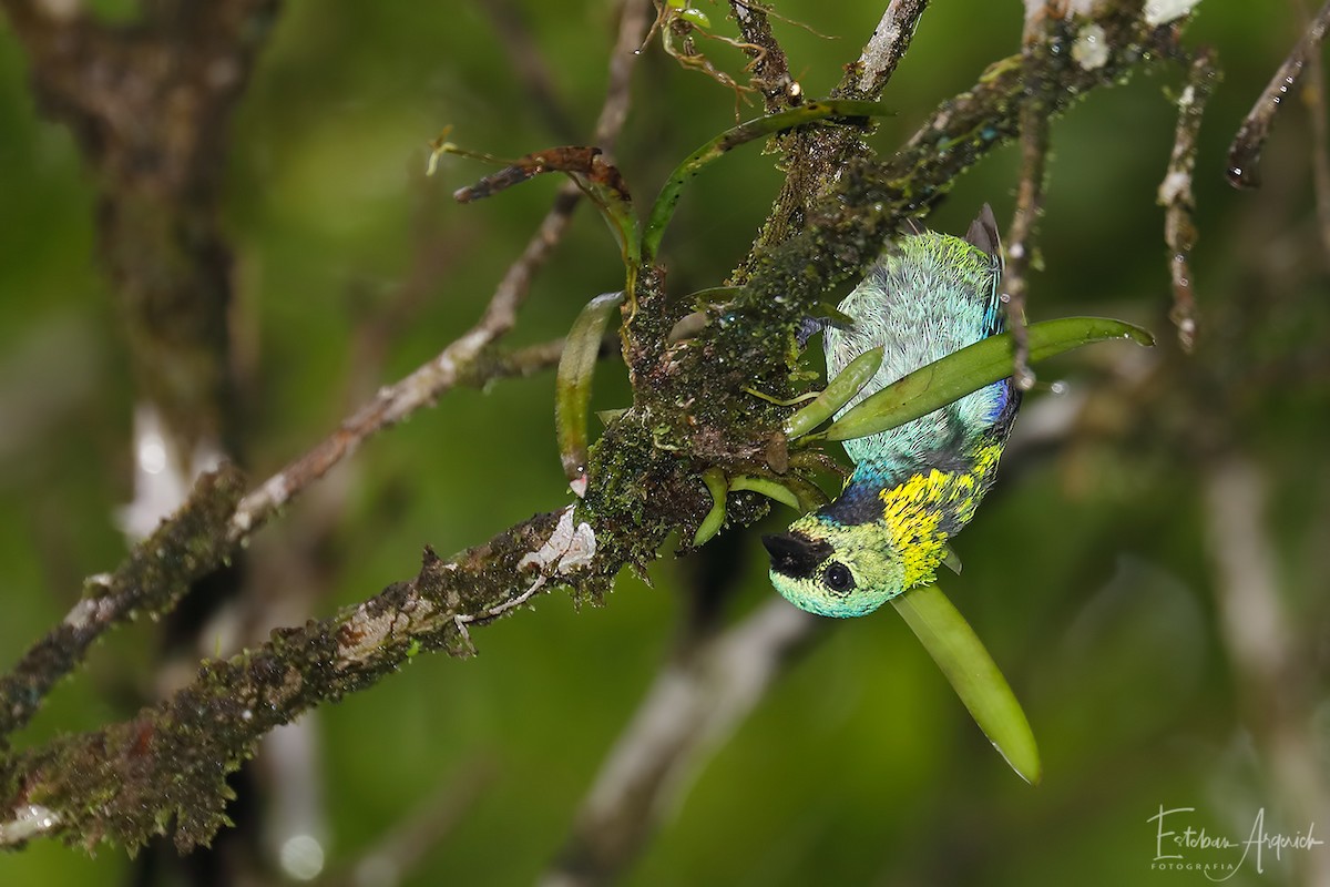 Green-headed Tanager - ML86187171