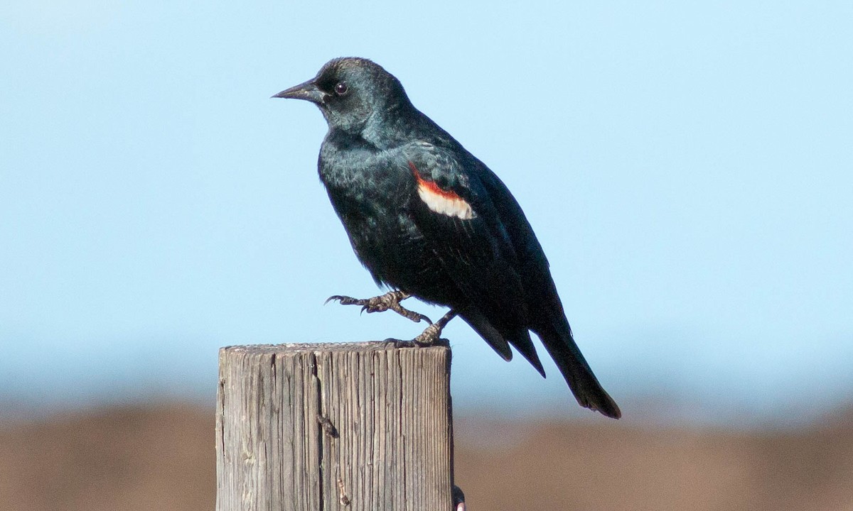 Tricolored Blackbird - ML86190101