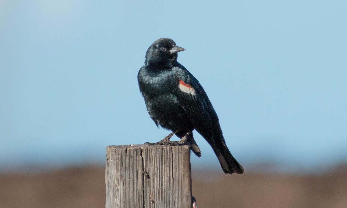 Tricolored Blackbird - ML86190131