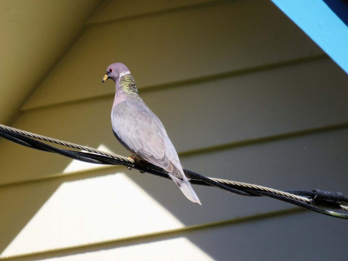 Band-tailed Pigeon (Northern) - Chris Hayward