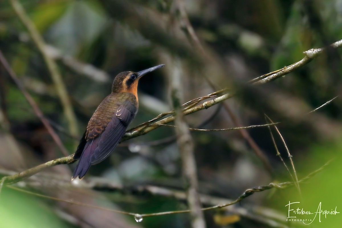 kolibřík pilozobý - ML86191001