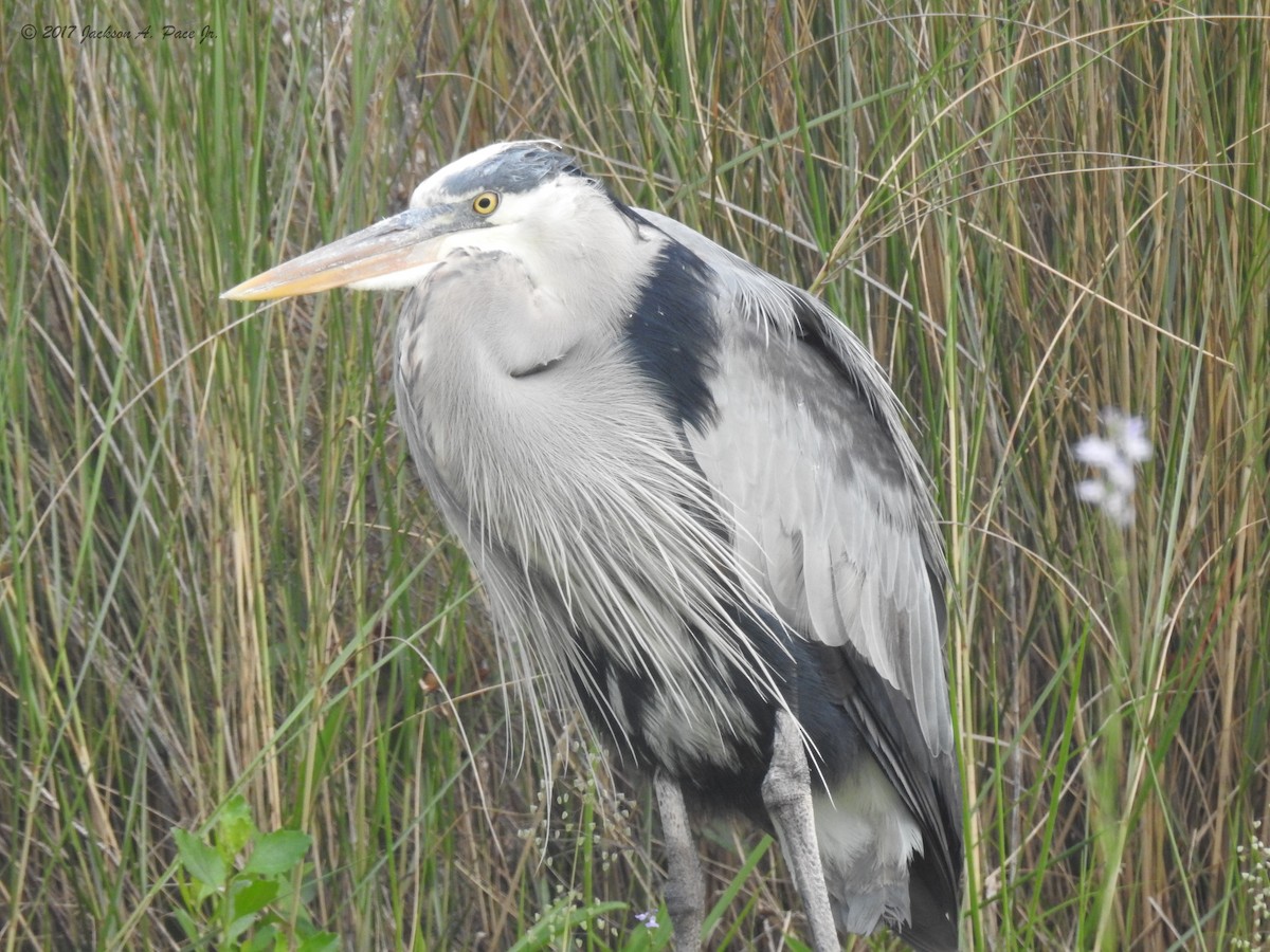 Great Blue Heron - Chip Pace