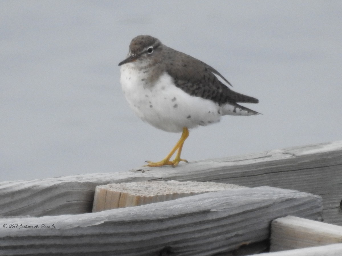 Spotted Sandpiper - Chip Pace