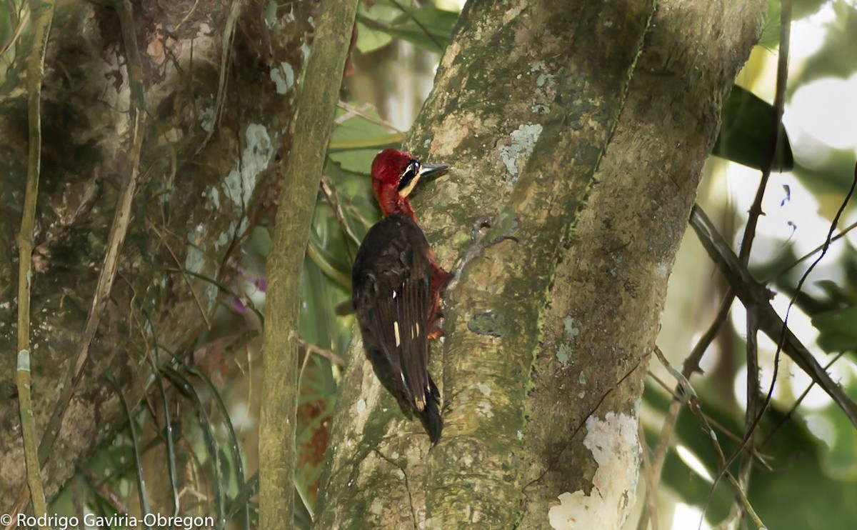 Crimson-bellied Woodpecker (Splendid) - ML86192781