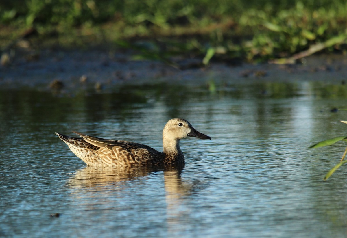 Blue-winged Teal - ML86193351