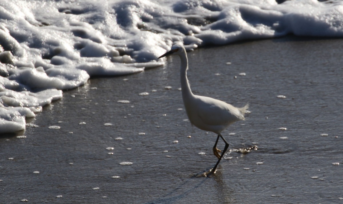Snowy Egret - Peter Svensson