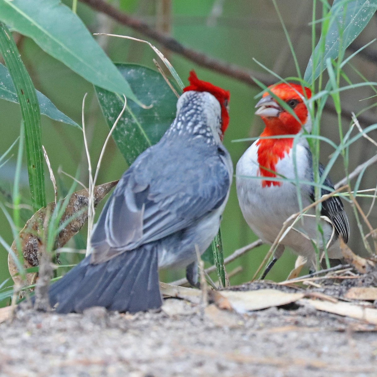 Red-crested Cardinal - ML86196031