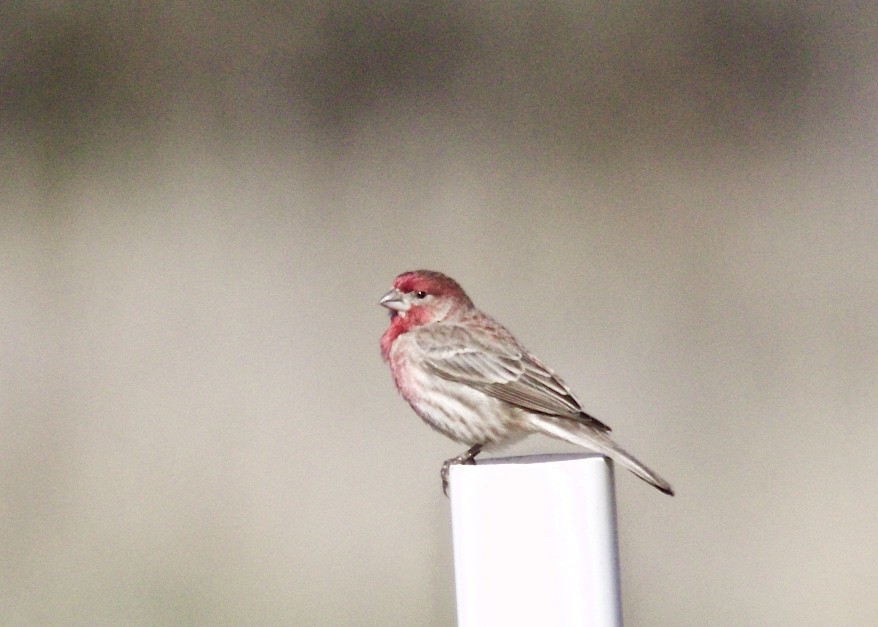 House Finch - Dave Bengston