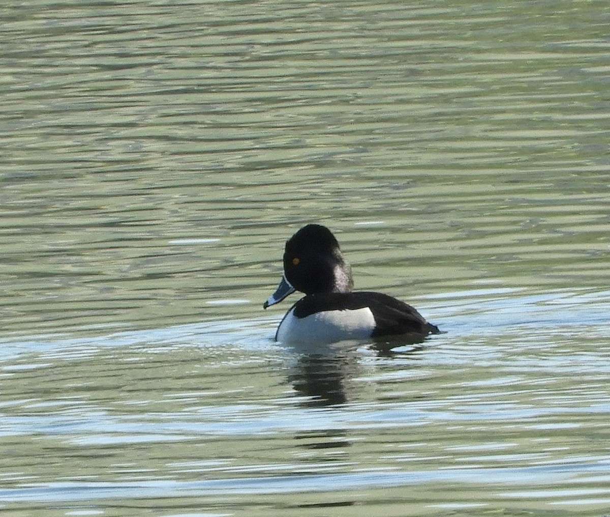 Ring-necked Duck - ML86196931