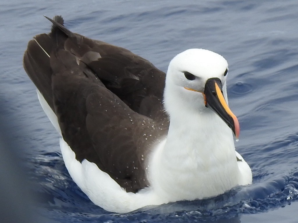 Indian Yellow-nosed Albatross - Michael Honeyman
