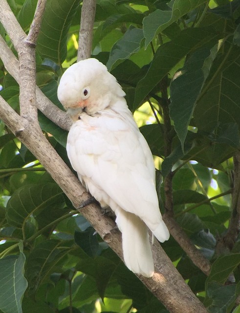 シロビタイムジオウム Ebird