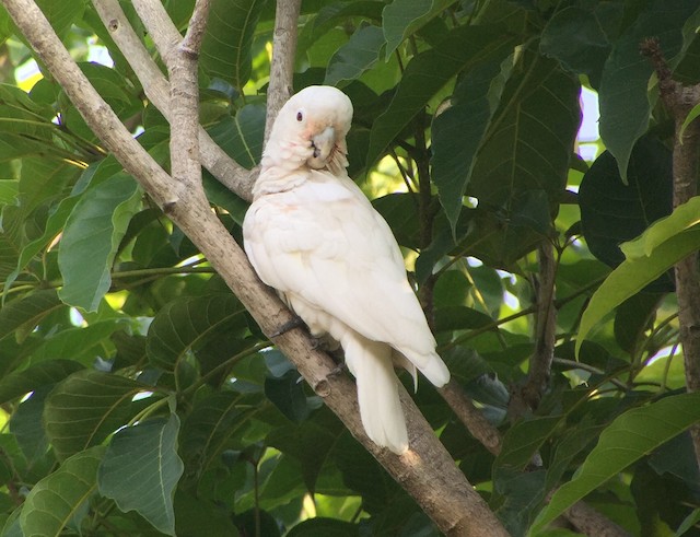 シロビタイムジオウム Ebird