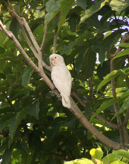 シロビタイムジオウム Ebird