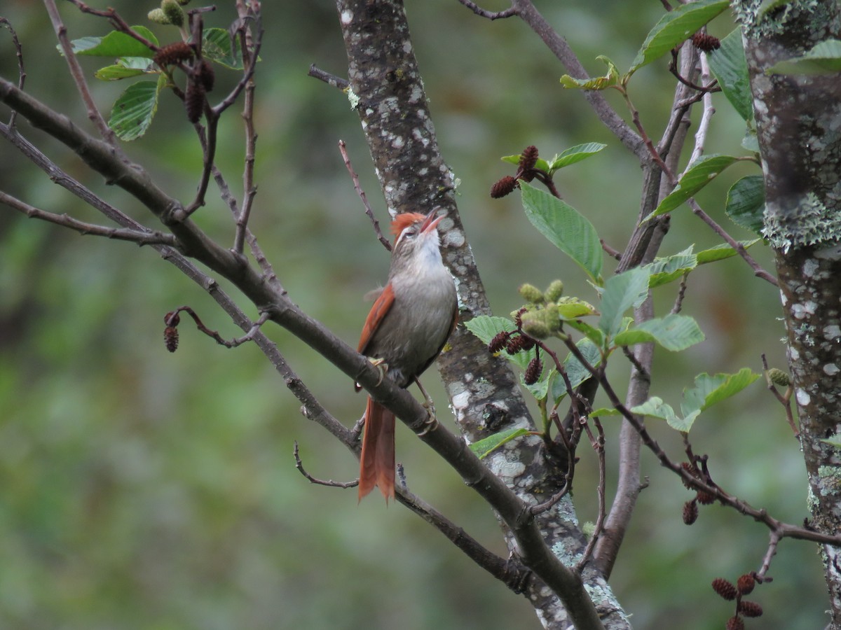 Line-cheeked Spinetail (Line-cheeked) - ML86201291