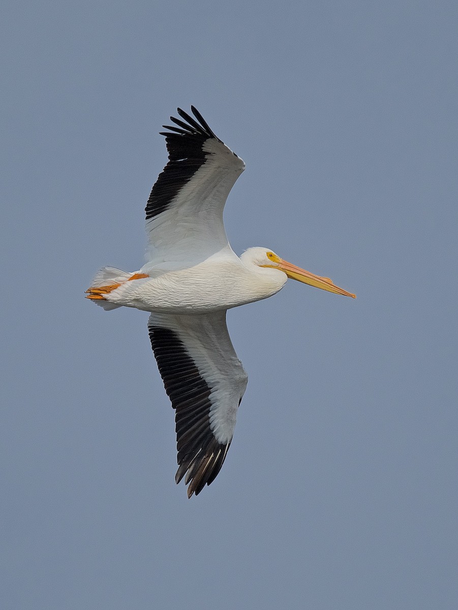 American White Pelican - Harlan Stewart