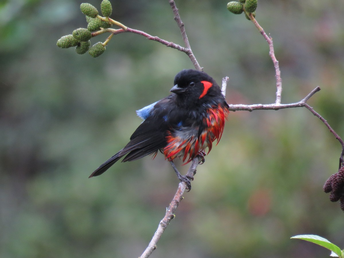 Scarlet-bellied Mountain Tanager - ML86202331