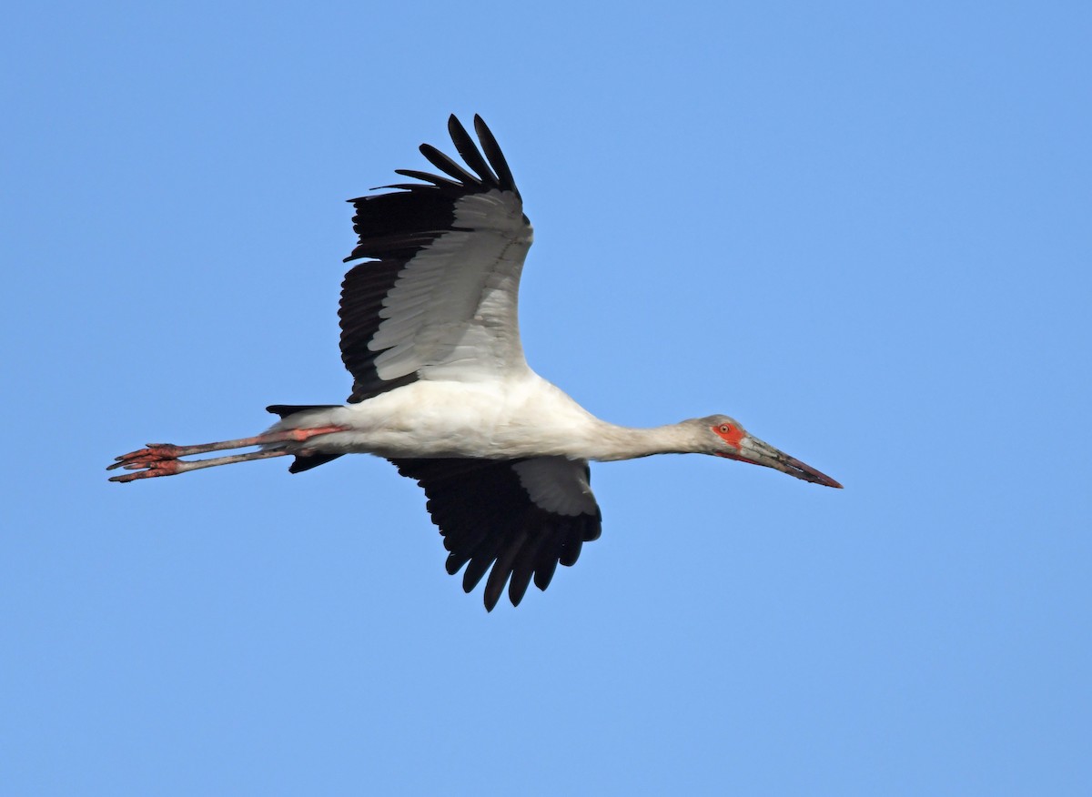 Maguari Stork - Joshua Vandermeulen