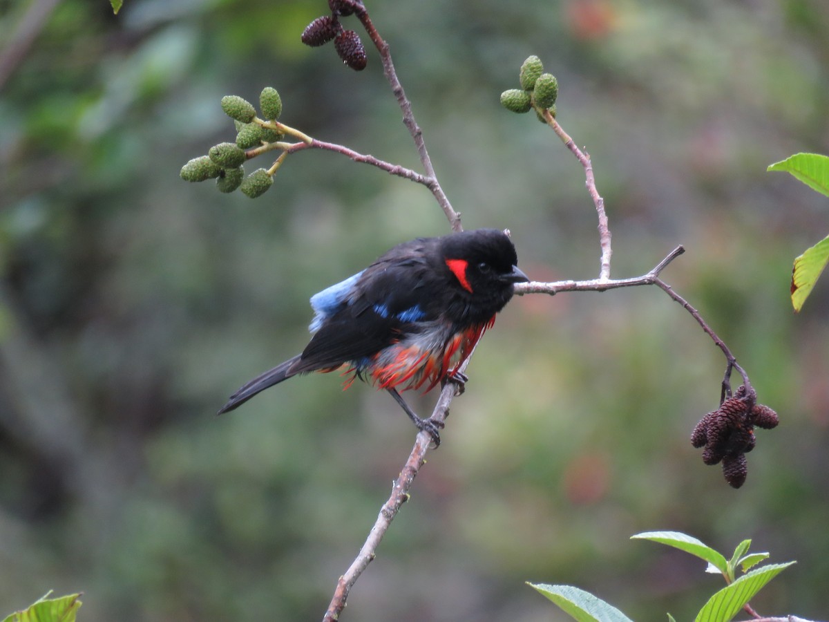 Scarlet-bellied Mountain Tanager - ML86202401