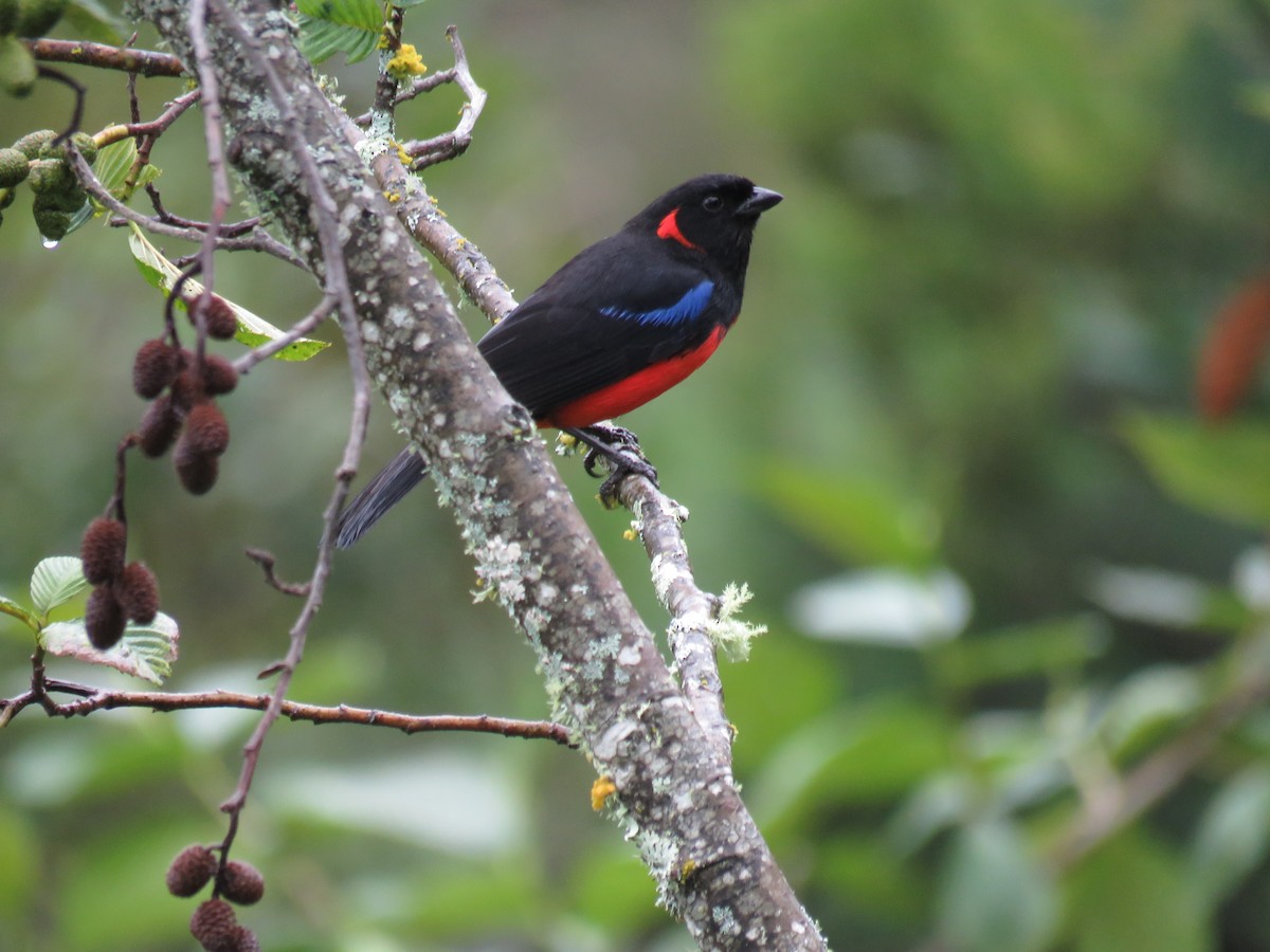 Scarlet-bellied Mountain Tanager - ML86202571
