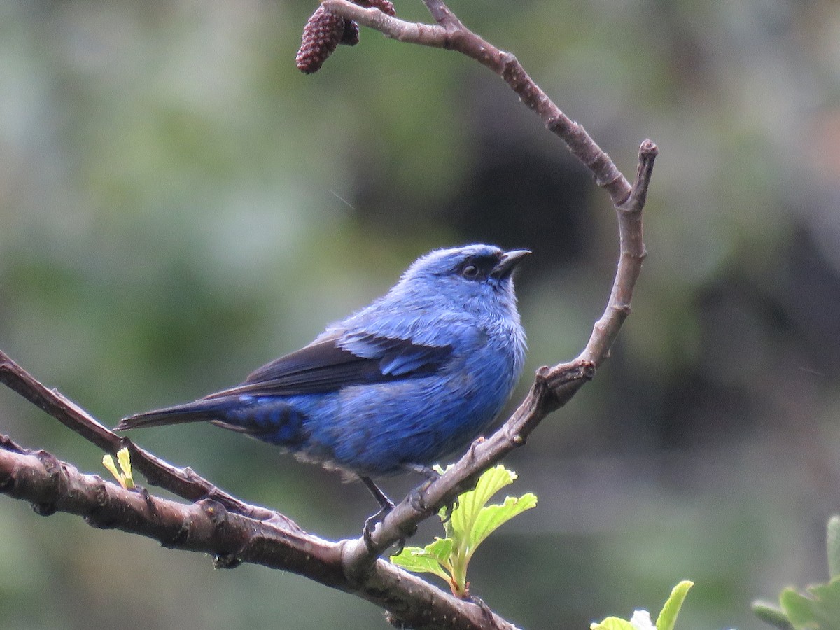 Blue-and-black Tanager - ML86202661