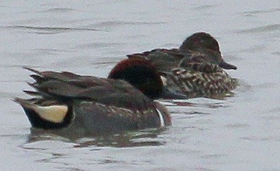 Green-winged Teal - ML86205181